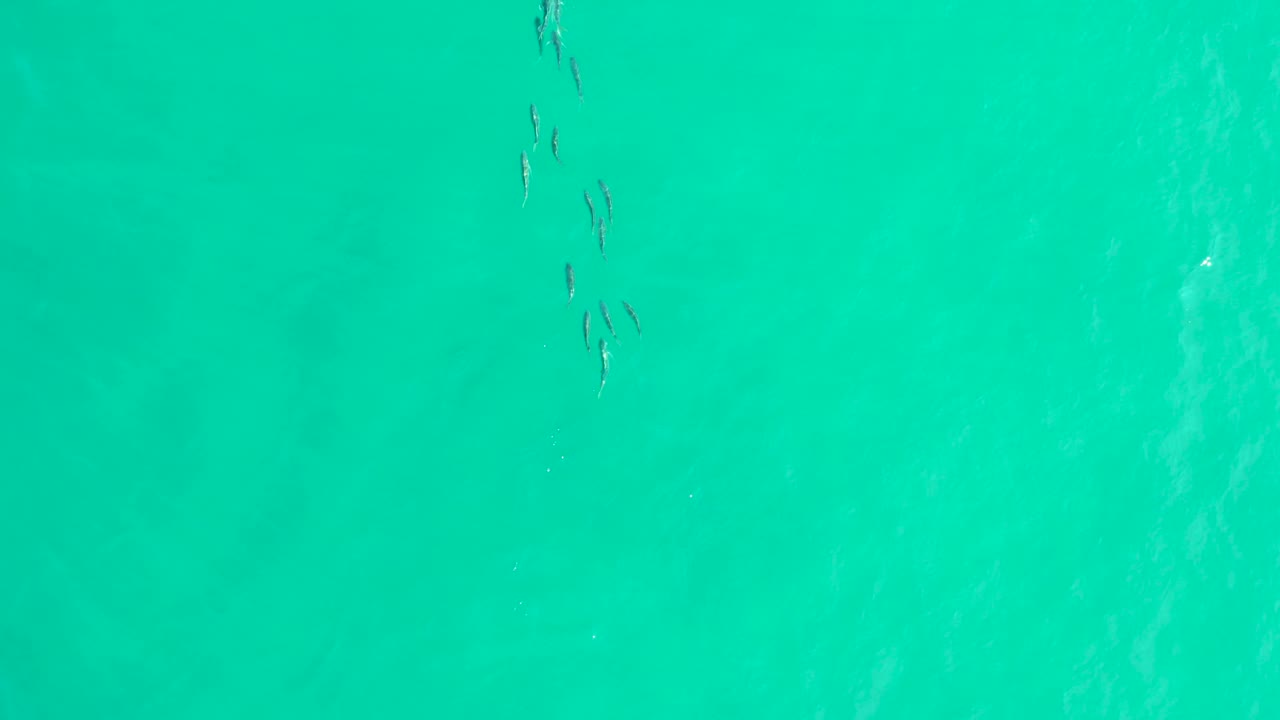 Several small seabirds appear near the top edge of turquoise ocean water in Los Frailes, Baja California Sur, with no shoreline and no visible people.
