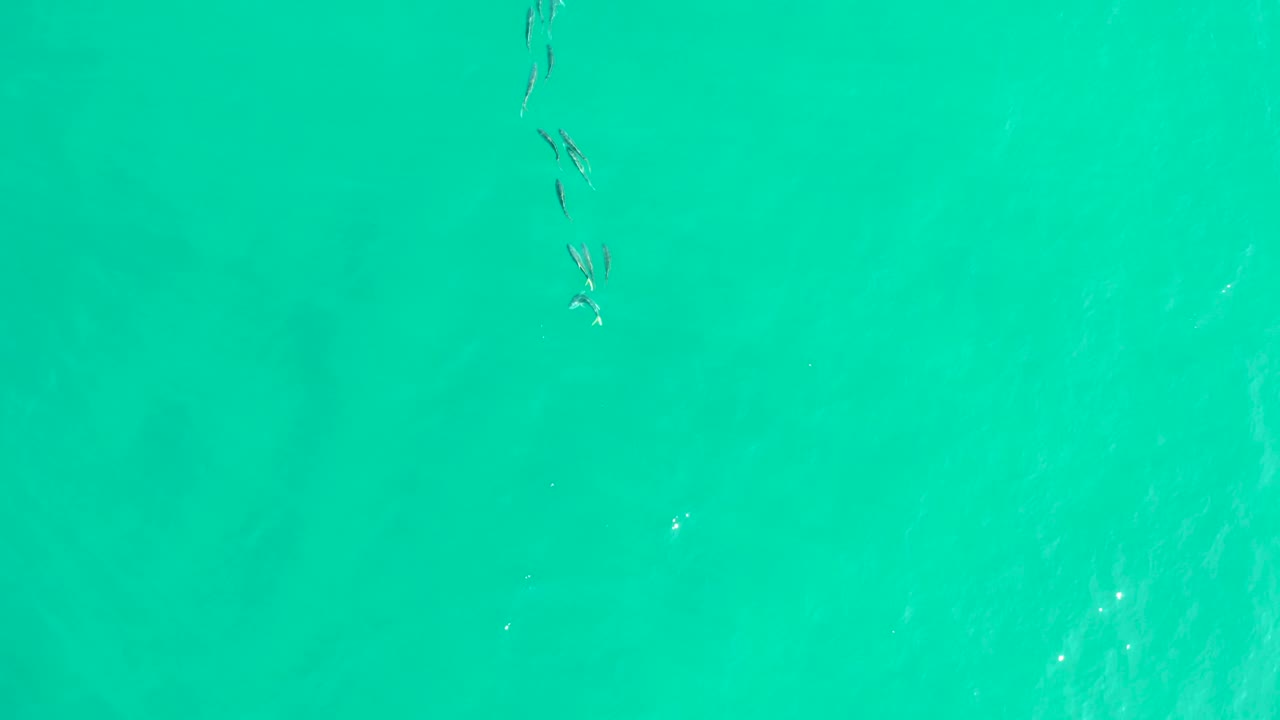 A small group of seabirds flies over a bright turquoise ocean surface in Los Frailes, Baja California Sur, with scattered highlights and no visible people.