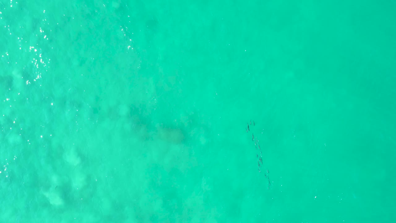 Overhead view of turquoise shallow water in Los Frailes, Baja California Sur, with a faint large marine animal shape and small fish below the surface, no visible people.