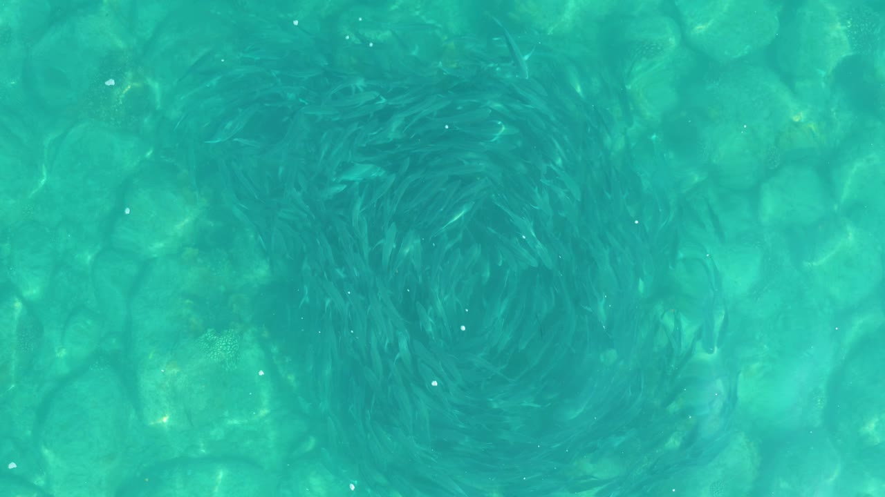 Small fish school spiraling over turquoise rocky water