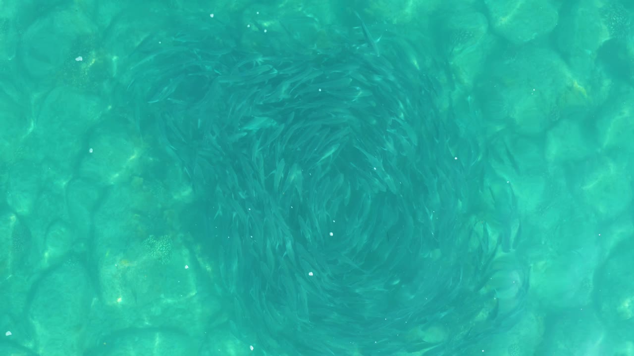 At 0:01, the schooling fish remain in a tight dark ring near the upper center of the clear water over rounded rocks in Los Frailes, with no visible people.