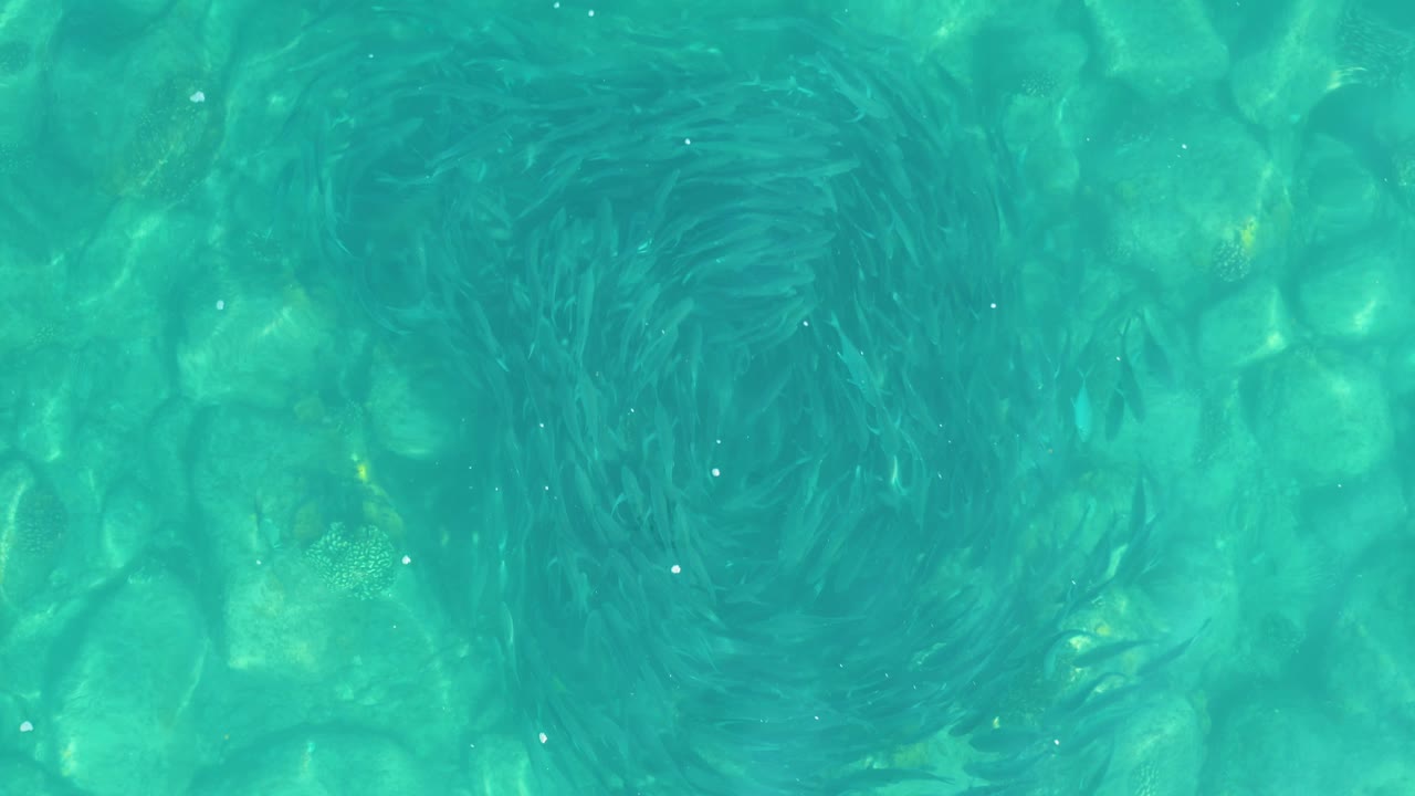 At 0:02, the dark fish spiral appears slightly right of center against the pale rocky bottom and bright turquoise water at Los Frailes, with no visible people.