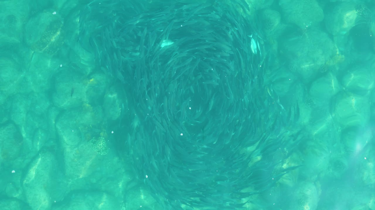 At 0:03, a compact ring of small fish is visible left of center over the textured rocky bottom in blue-green Los Frailes water, with no visible people.