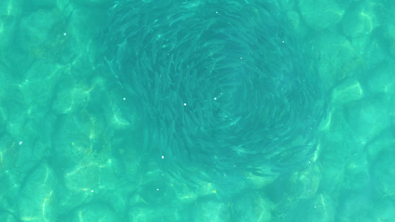At 0:00, a dark circular school of small fish sits under clear turquoise water in Los Frailes, Baja California Sur, with no visible people.
