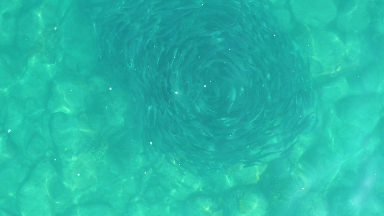 At 0:02, the dark fish vortex appears near the upper right portion of the frame under clear blue-green water in Los Frailes, with no visible people.