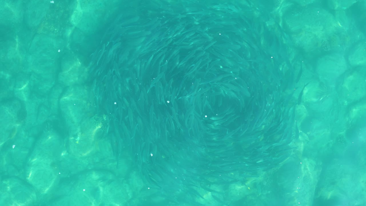 Small fish circle in turquoise water over rocks.