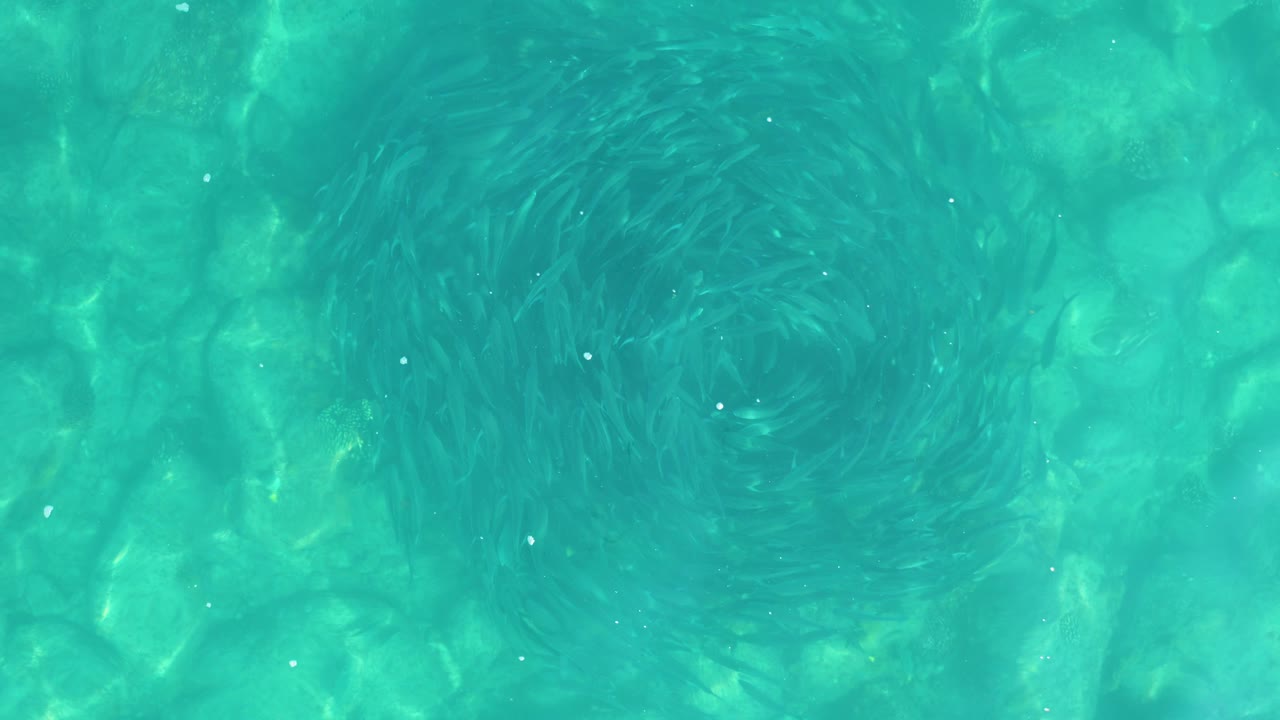 The fish circle remains near the center of the Los Frailes overhead frame, with pale rocks and green-blue water visible through the moving school, and no visible people.