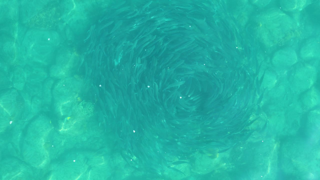 At 0:02, the dark mass of small fish curves into a ring over the rocky seabed at Los Frailes, with turquoise water filling the frame and no visible people.