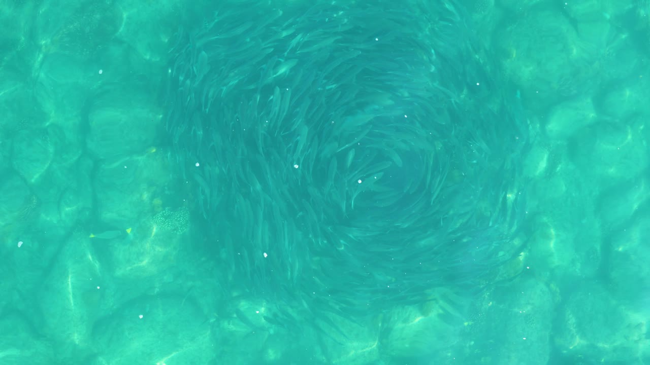 The overhead composition shows the circular fish school slightly left of open rocky texture in clear Los Frailes water, with surface ripples and no visible people.