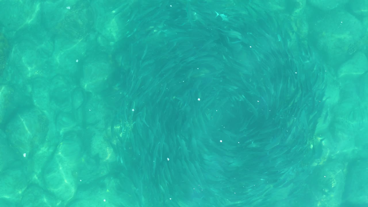 Overhead turquoise pool water with a dark circular swirl.