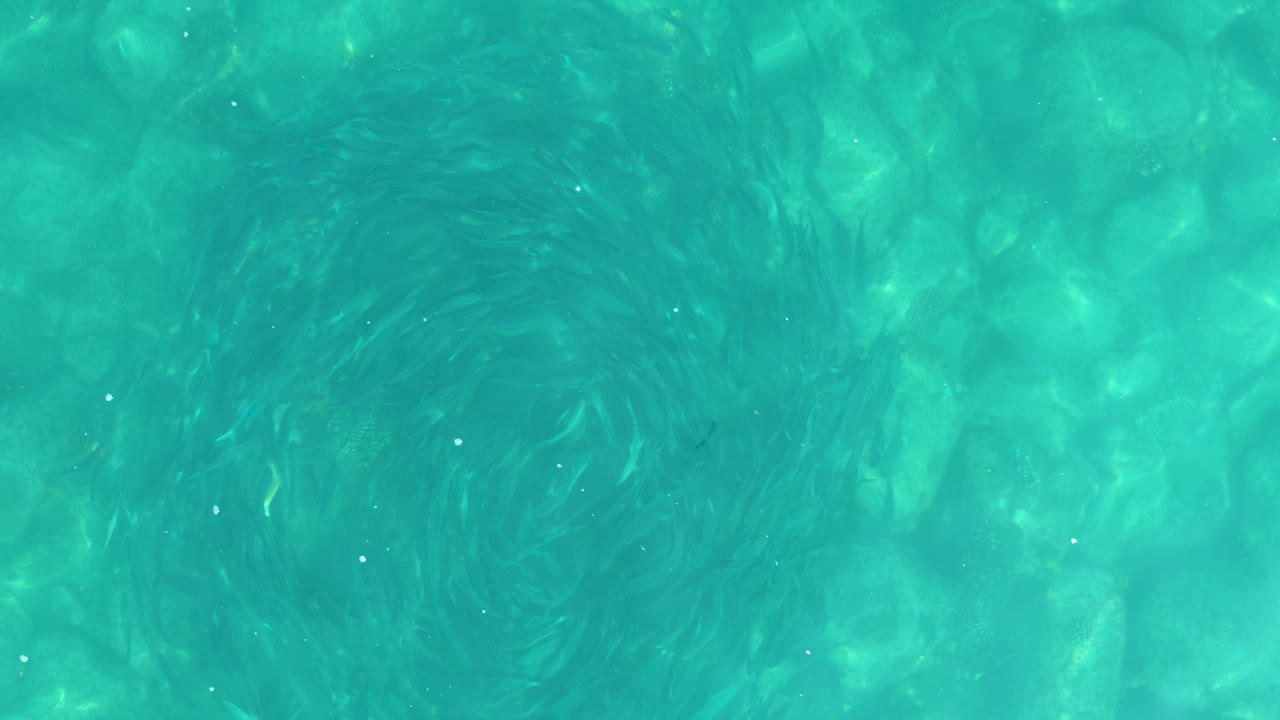 At Los Frailes, Los Cabos, an overhead view shows a circular school of small fish beneath clear turquoise water, with no visible people.