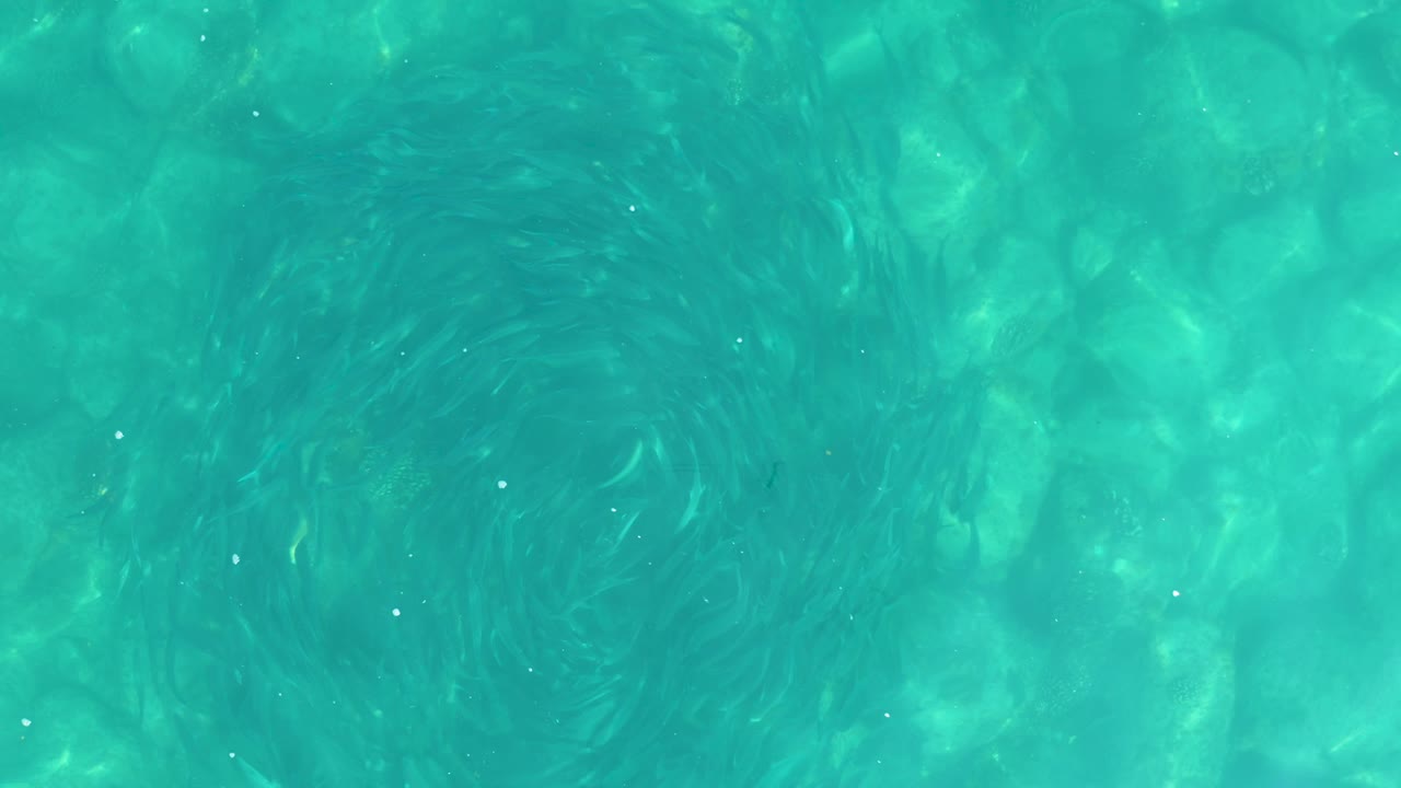 At 0:01, the fish school remains in a tight ring below teal water, with pale underwater rocks or floor texture showing through and no visible people.
