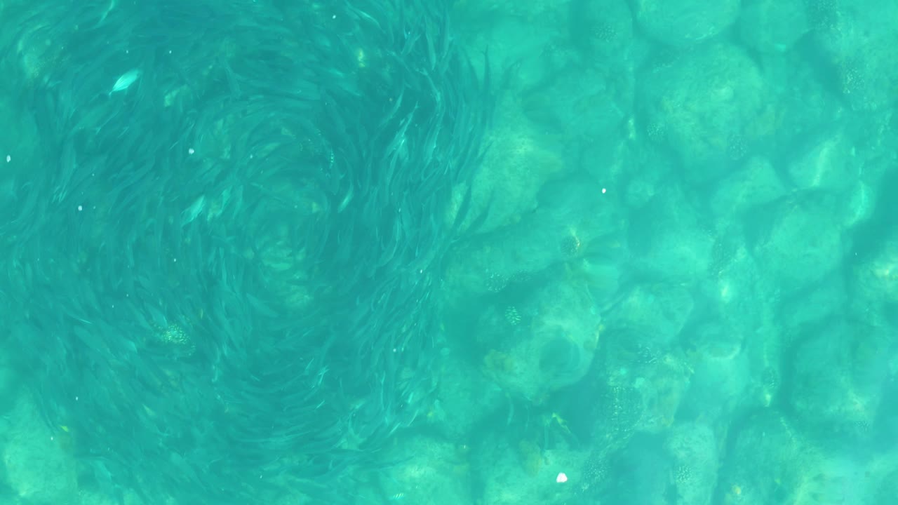 At 0:02 in Los Frailes, Los Cabos, an overhead view shows multiple fish spirals distributed across clear water over the rocky ocean floor, with no visible people.