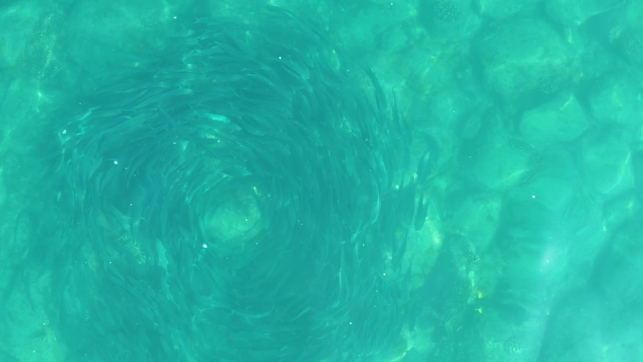 Small fish circling in turquoise water above a rocky seabed.