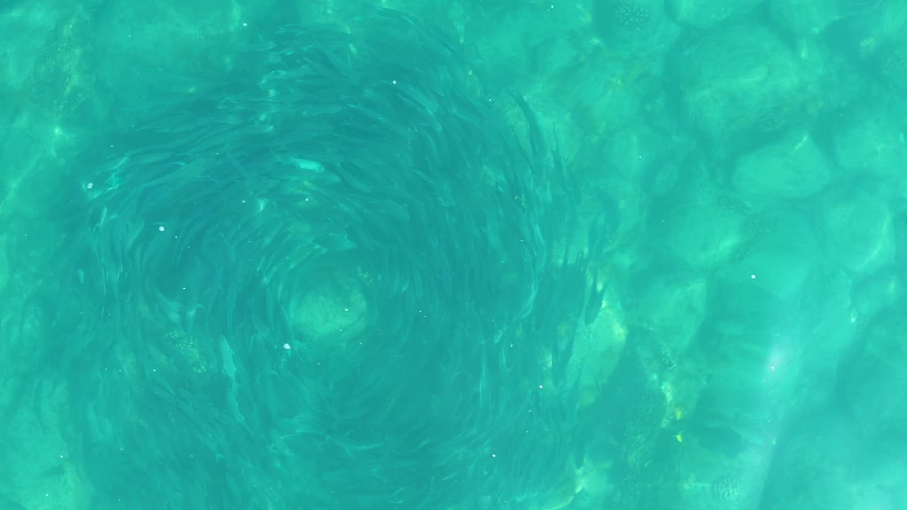 At 0:01, the fish spiral remains near the center of the turquoise frame while the rocky seabed shows through the water, with no visible people.