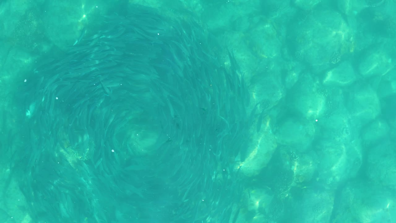 At 0:02 in Los Frailes, the dark ring of small fish sits against bright turquoise water with scattered seabed rocks visible below, with no visible people.