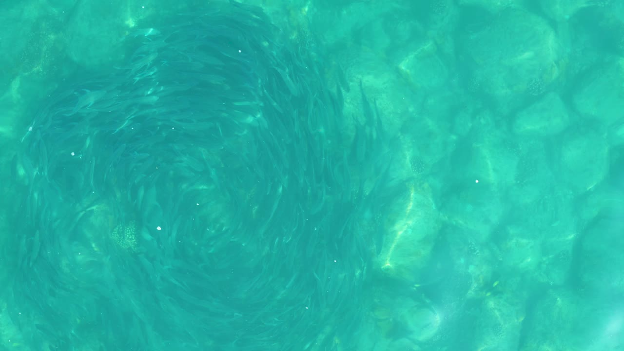 At 0:03, the school forms a rounded swirl in shallow turquoise water, with mottled rocks and pebbles visible beneath and no visible people.