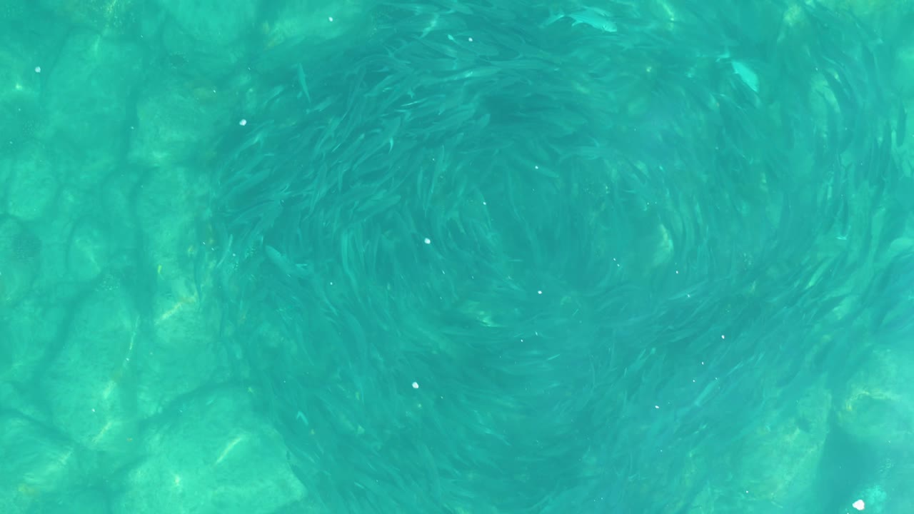 Aerial frame from Los Frailes shows the spiral fish schools slightly shifted across the turquoise water, with sandy bottom texture and no visible people.