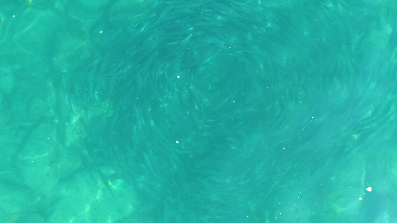 Mid-clip overhead view at Los Frailes with dark circular fish formations under bright turquoise water, broken by small white flecks and no visible people.