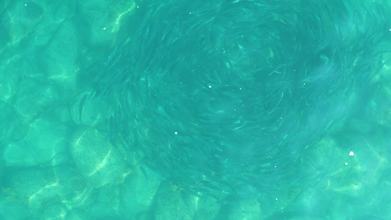 Small fish swirling over clear turquoise water and rocky seabed