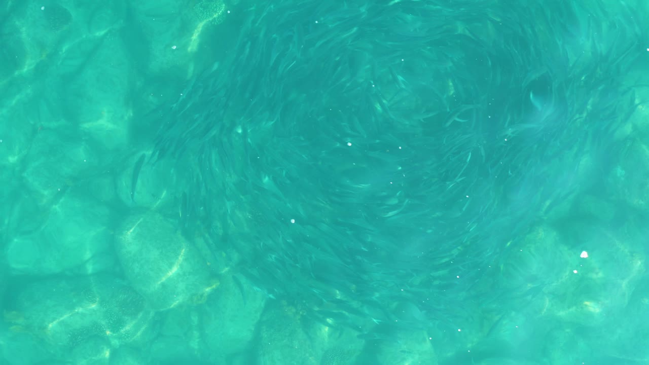 At 0:01, the fish tighten into darker circular swirls over the shallow rocky seabed in Los Frailes water, with no visible people.