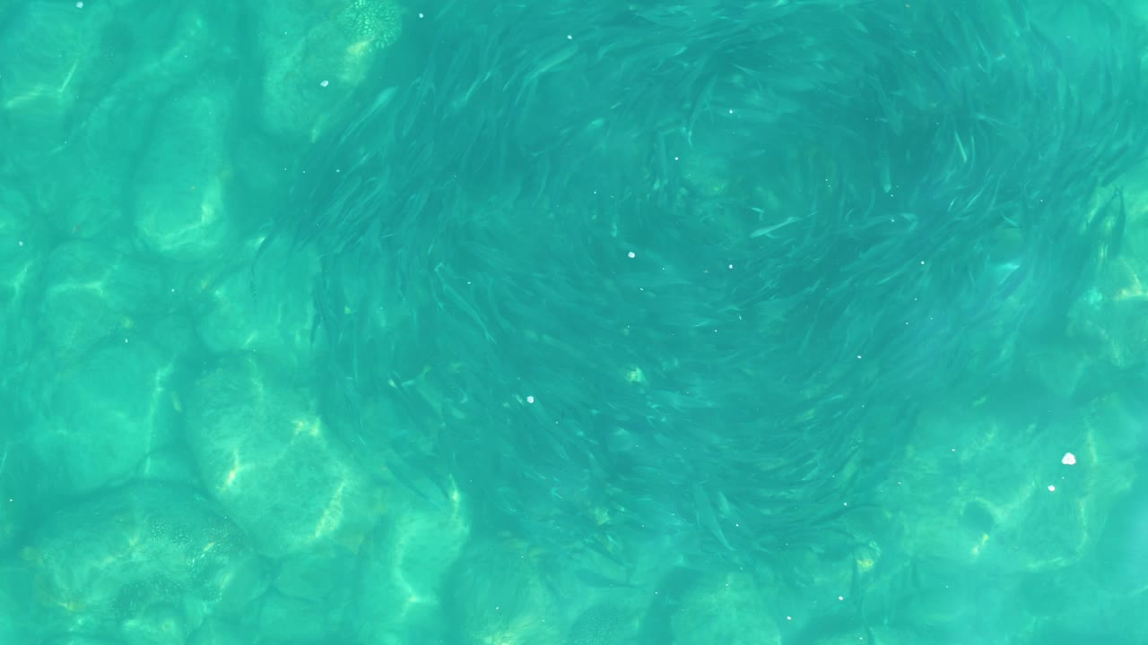 At 0:02, a darker fish spiral sits near the center of the clear blue-green water, with pale submerged rocks visible below and no visible people.