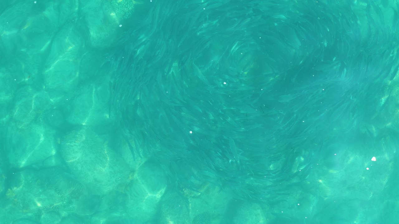 At 0:03, schooling fish drift across clear turquoise water while sunlit rock shapes show through the shallow seabed, with no visible people.