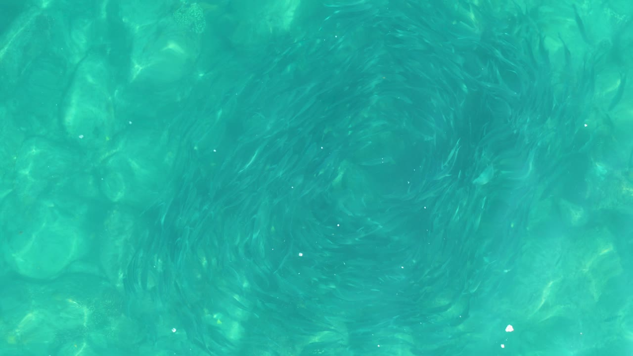Overhead turquoise water with a circular school of small fish above rocks.