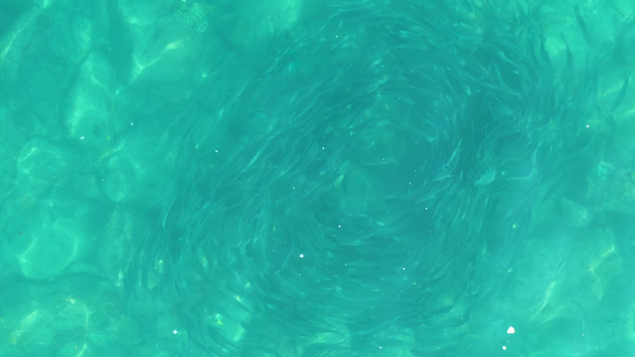At 0:01, the school remains in a compact circular swirl under the clear Los Frailes water, with pale rocks visible below and no visible people.