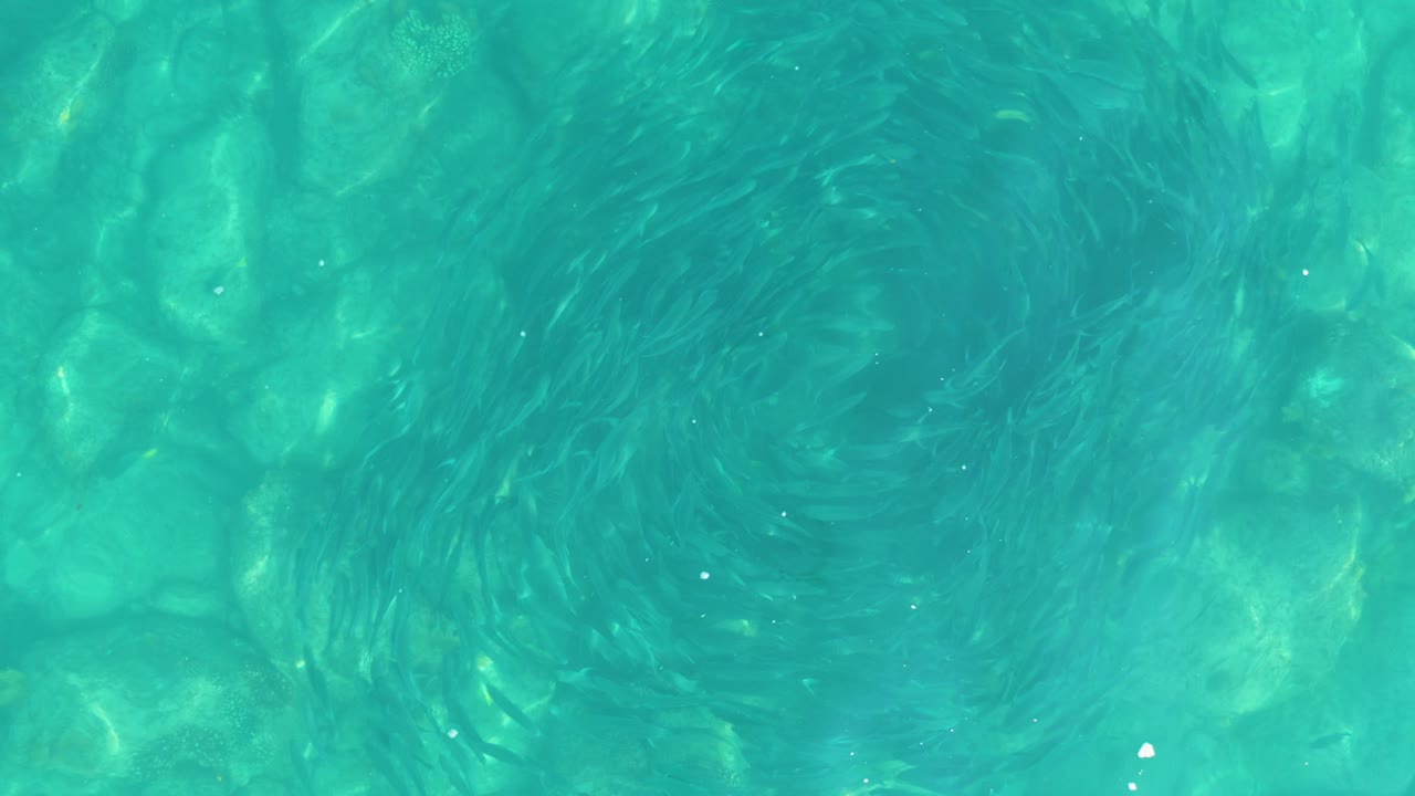 At 0:02, the fish school appears as a darker ring in the upper area of the overhead Los Frailes frame, with green-blue water and rounded submerged rocks below, no visible people.
