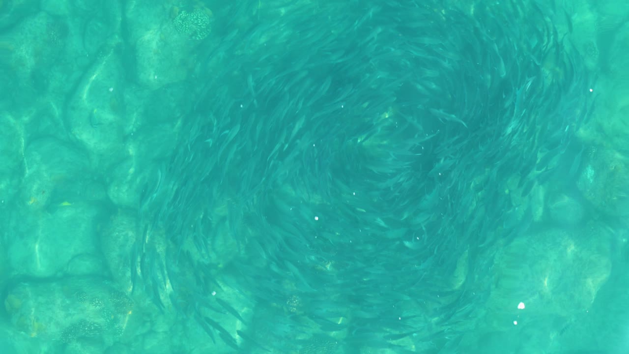 At 0:03, the overhead view places the fish circle slightly lower in the frame, with the rocky bottom still visible through clear Los Frailes water and no visible people.