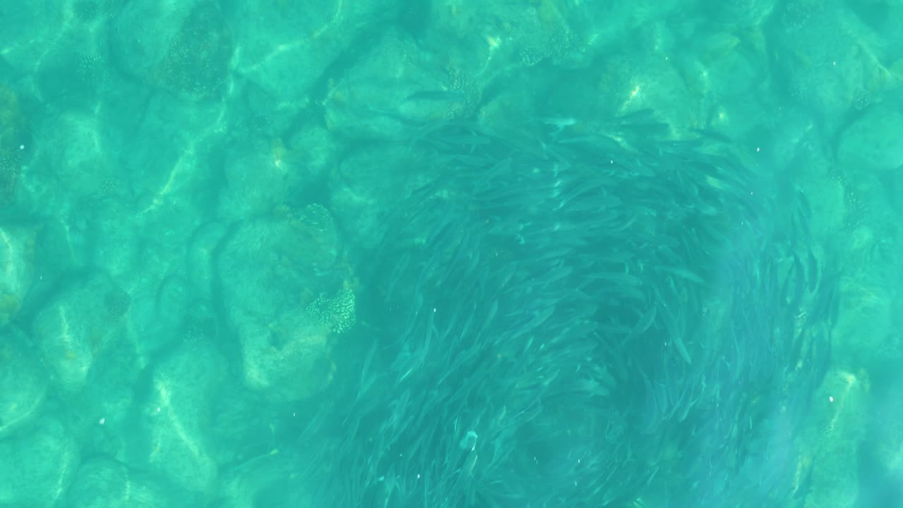 Small fish schooling in turquoise water over shallow rocks.