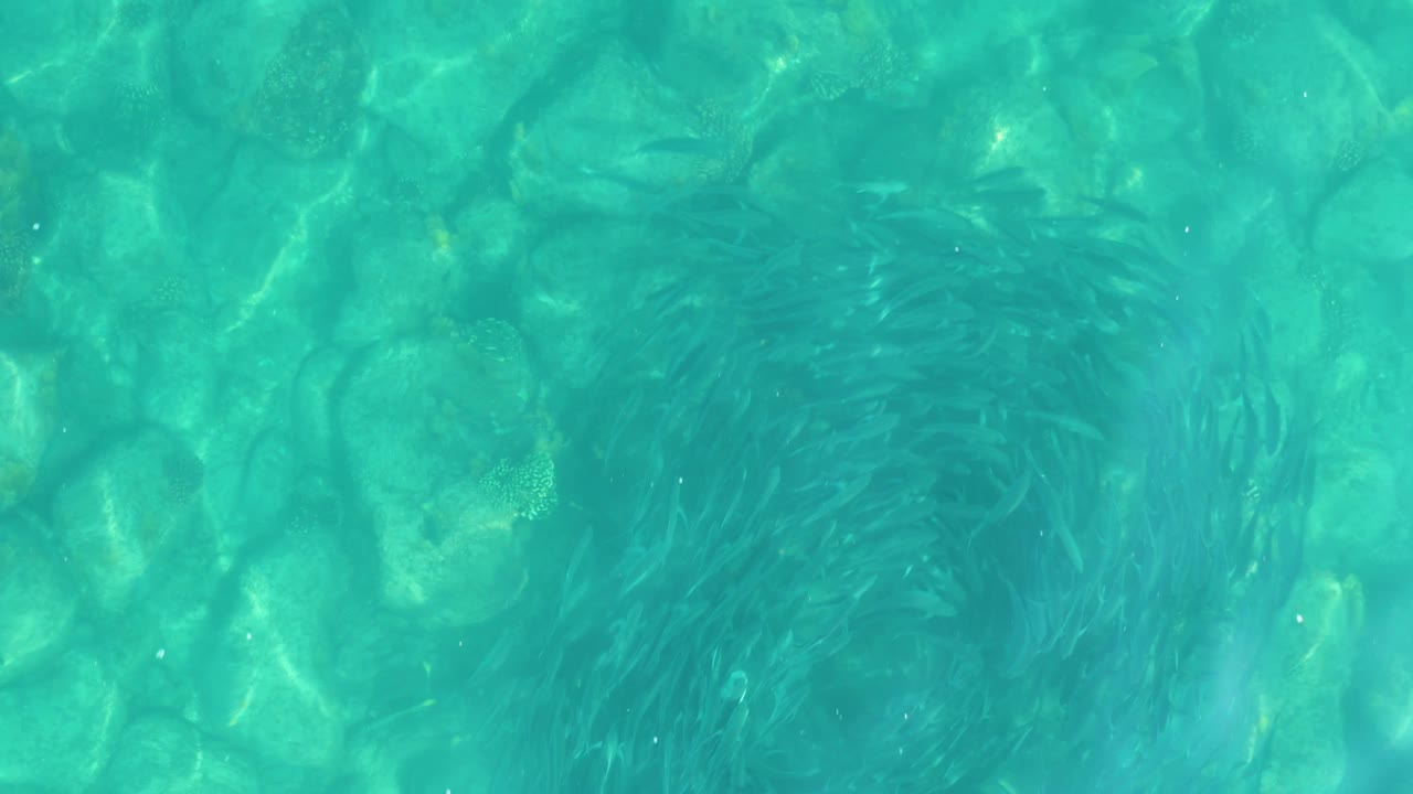 A circular cluster of small fish sits under bright turquoise water in Los Frailes, Los Cabos, with pale submerged rocks visible and no visible people.