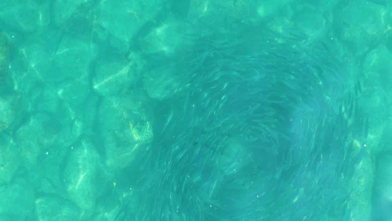 A dark swirl of small fish appears under shallow turquoise water in Los Frailes, Los Cabos, with mottled rocks and surface shimmer around it and no visible people.