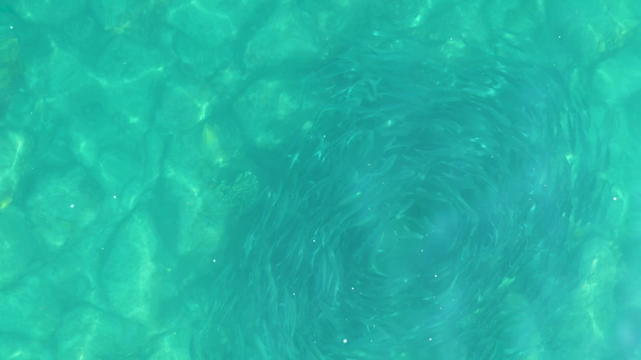 Small fish gather in a loose circular formation beneath clear Los Frailes water, with rounded rocks on the bottom and no visible people in frame.
