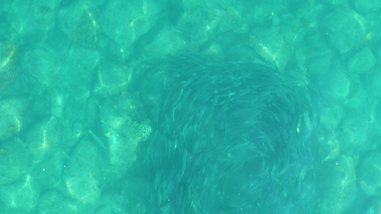 Small fish school in turquoise water over rounded stones.