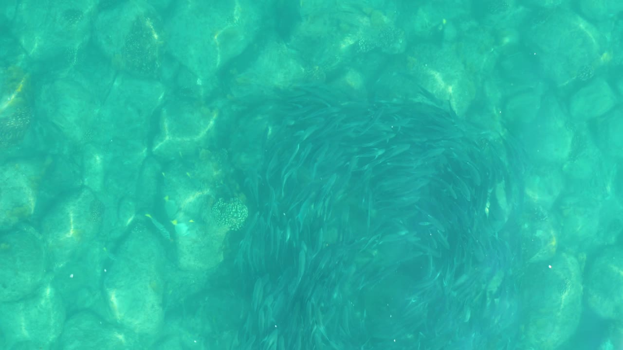 A rotating-looking school of small fish sits beneath clear rippled turquoise water, with pale rounded stones visible across the bottom and no visible people.