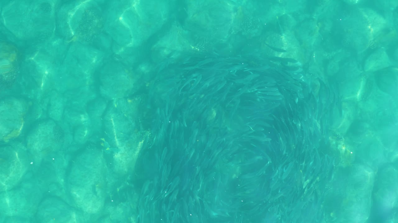 The fish school appears as a dark clustered swirl under turquoise water, surrounded by sunlit stones on the shallow bottom at Los Frailes, Mexico.