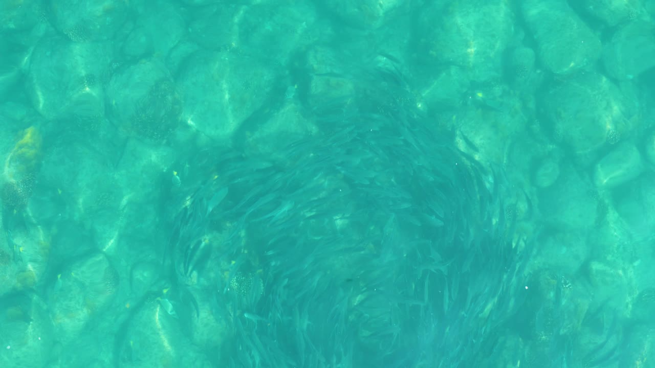 At 0:01, the school appears slightly shifted within the top-down view, with clear turquoise water and stone texture visible in Los Frailes, Baja California Sur, and no visible people.