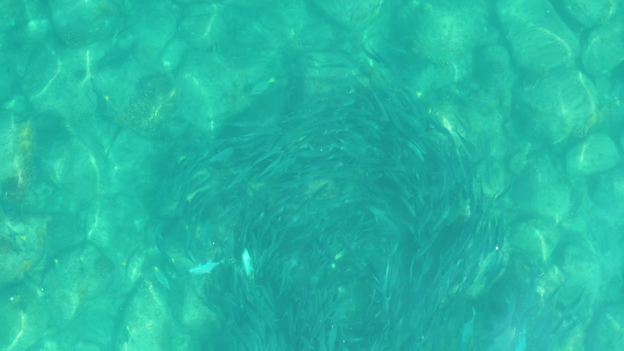 At 0:02, the fish school reads as a darker ring within the clear water, with pale rounded stones underneath in Los Frailes, Baja California Sur, and no visible people.