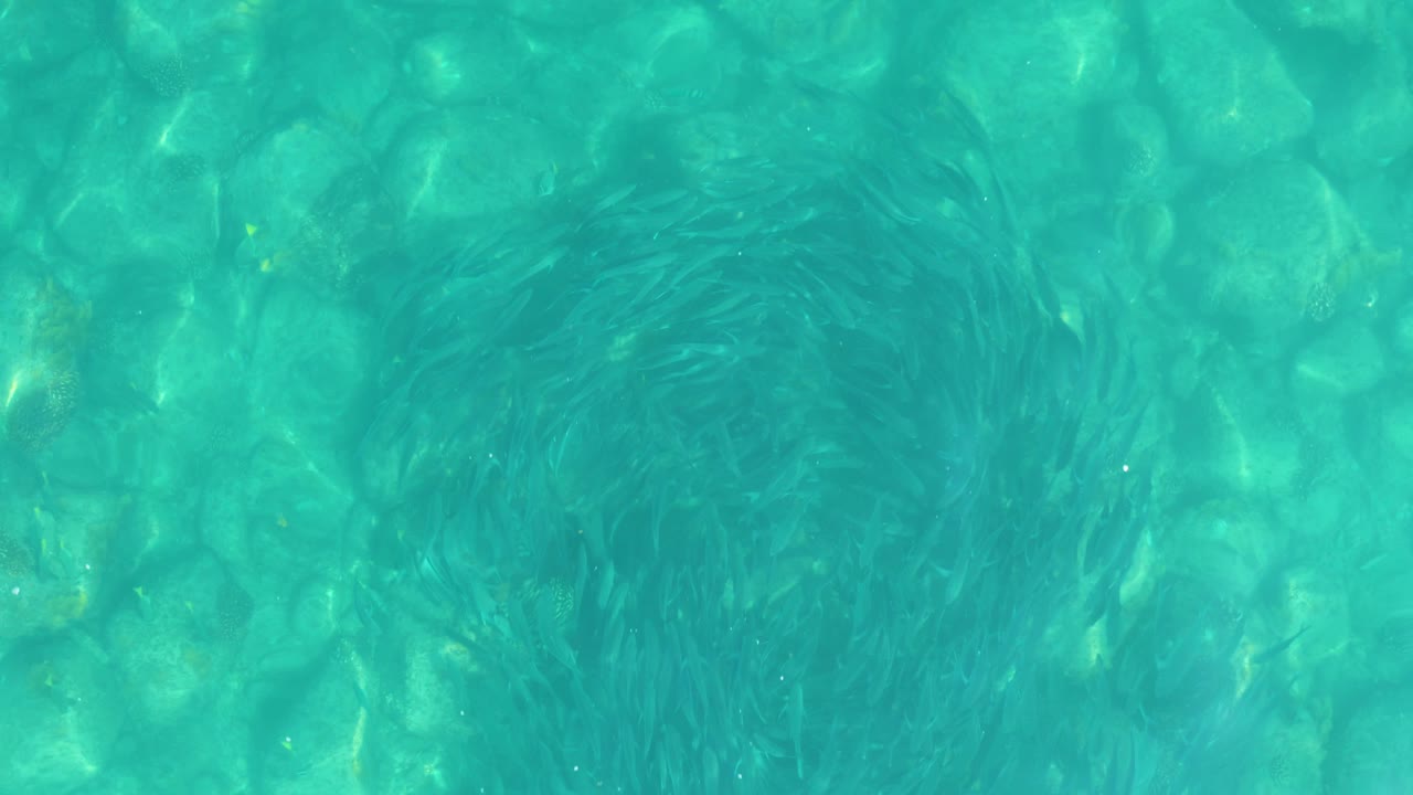 At 0:03, the fish remain grouped in a circular formation over the rocky underwater bottom in Los Frailes, Baja California Sur, with no visible people or built objects.