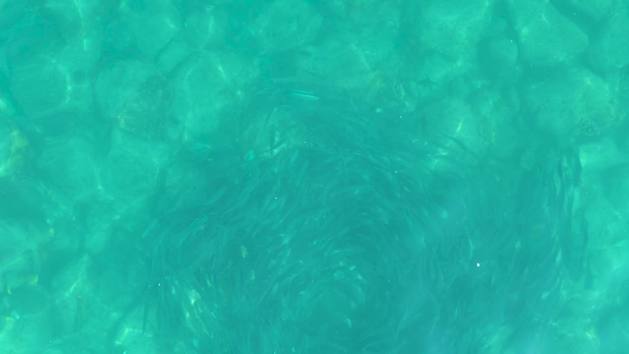 Clear blue-green water fills the frame in Los Frailes, with submerged rocks and multiple darker fish clusters shifting under faint surface ripples, no visible people.
