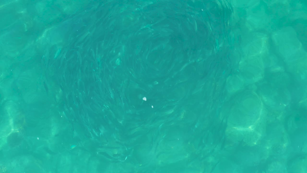 Small fish schooling in clear turquoise water over rocks.