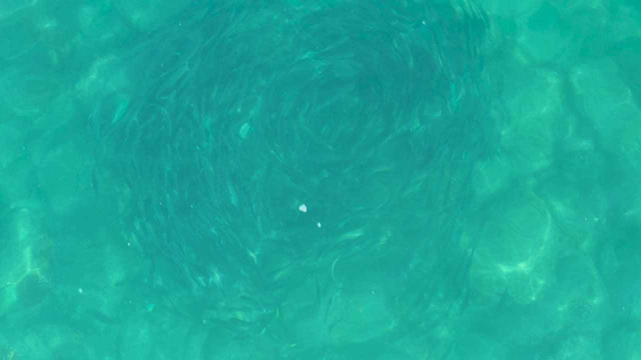 A circular cluster of small fish sits left of center in clear water over pale rocks in Los Frailes, Baja California Sur, with no visible people.