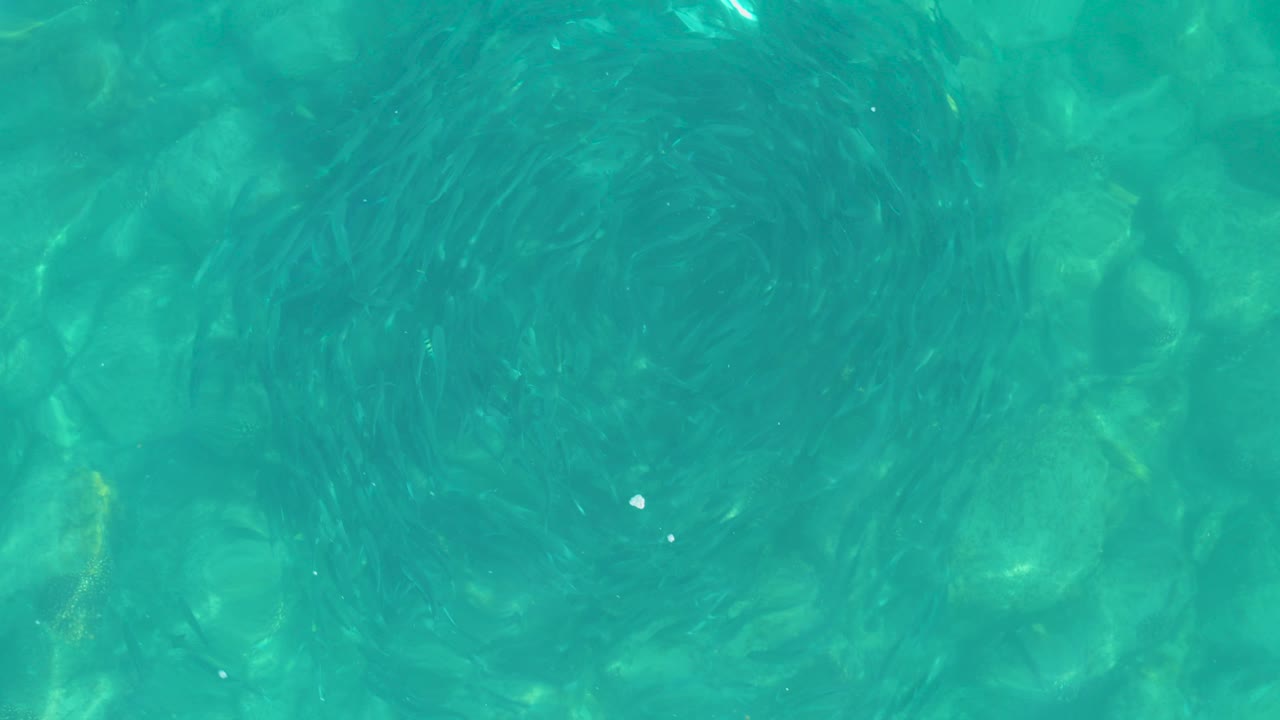 Dense dark fish patterns spread across the upper part of the clear turquoise water over a rocky seabed in Los Frailes, Baja California Sur, with no visible people.