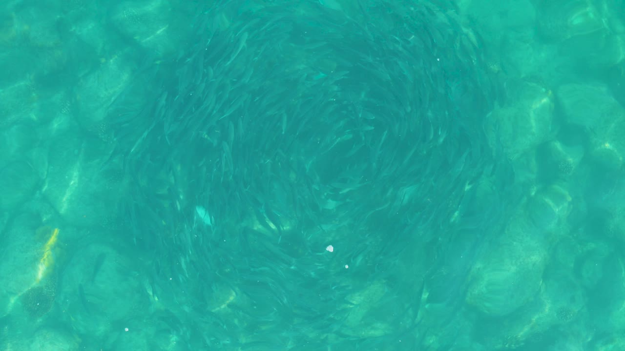 Small fish gather in a circular patch near the left side of shallow turquoise water, with sunlit rocks below in Los Frailes, Baja California Sur, and no visible people.