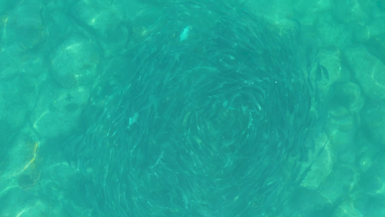 Overhead view of a dark school of small fish forming a loose swirl in clear turquoise water at Los Frailes, with rocks visible below and no visible people.