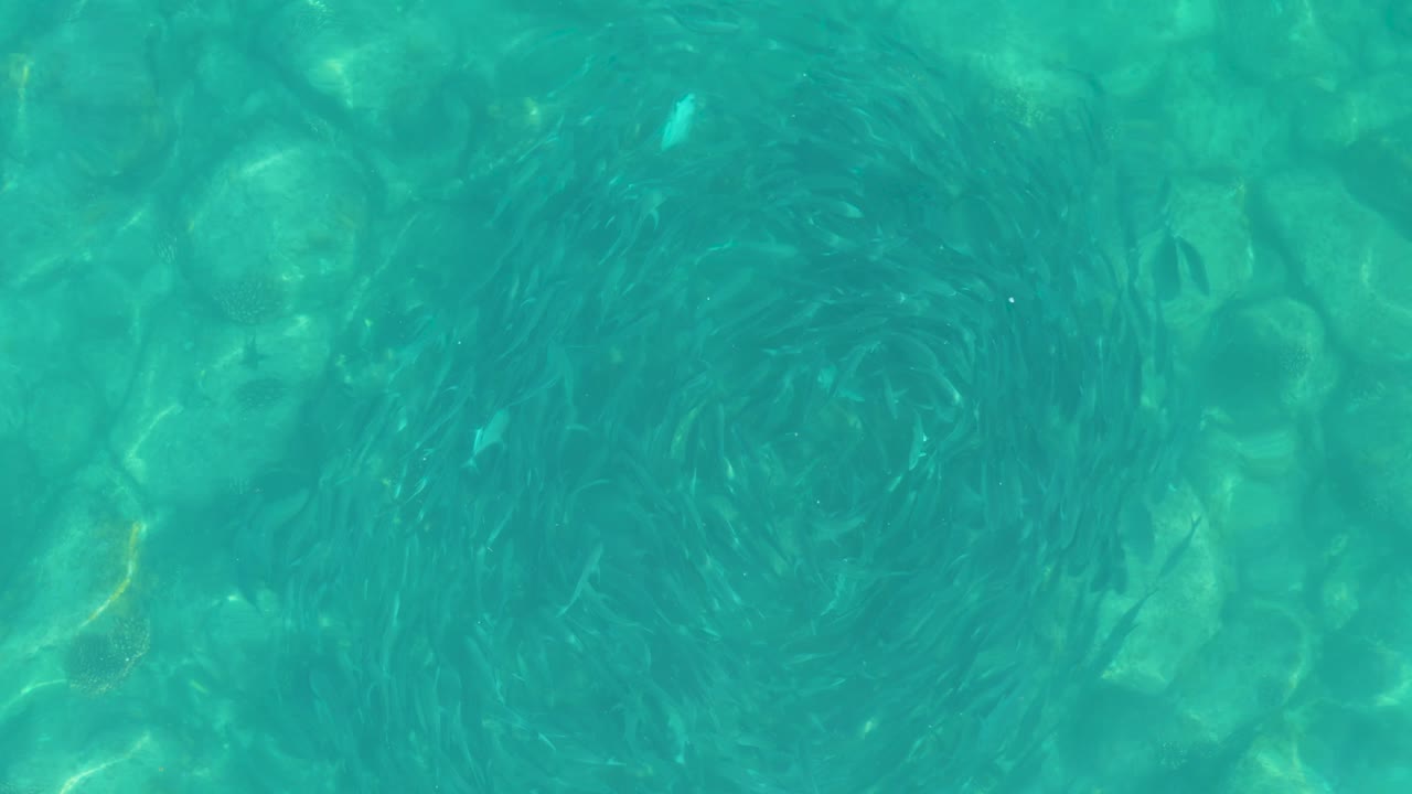 Fish school shifts across clear water above pale rocks.