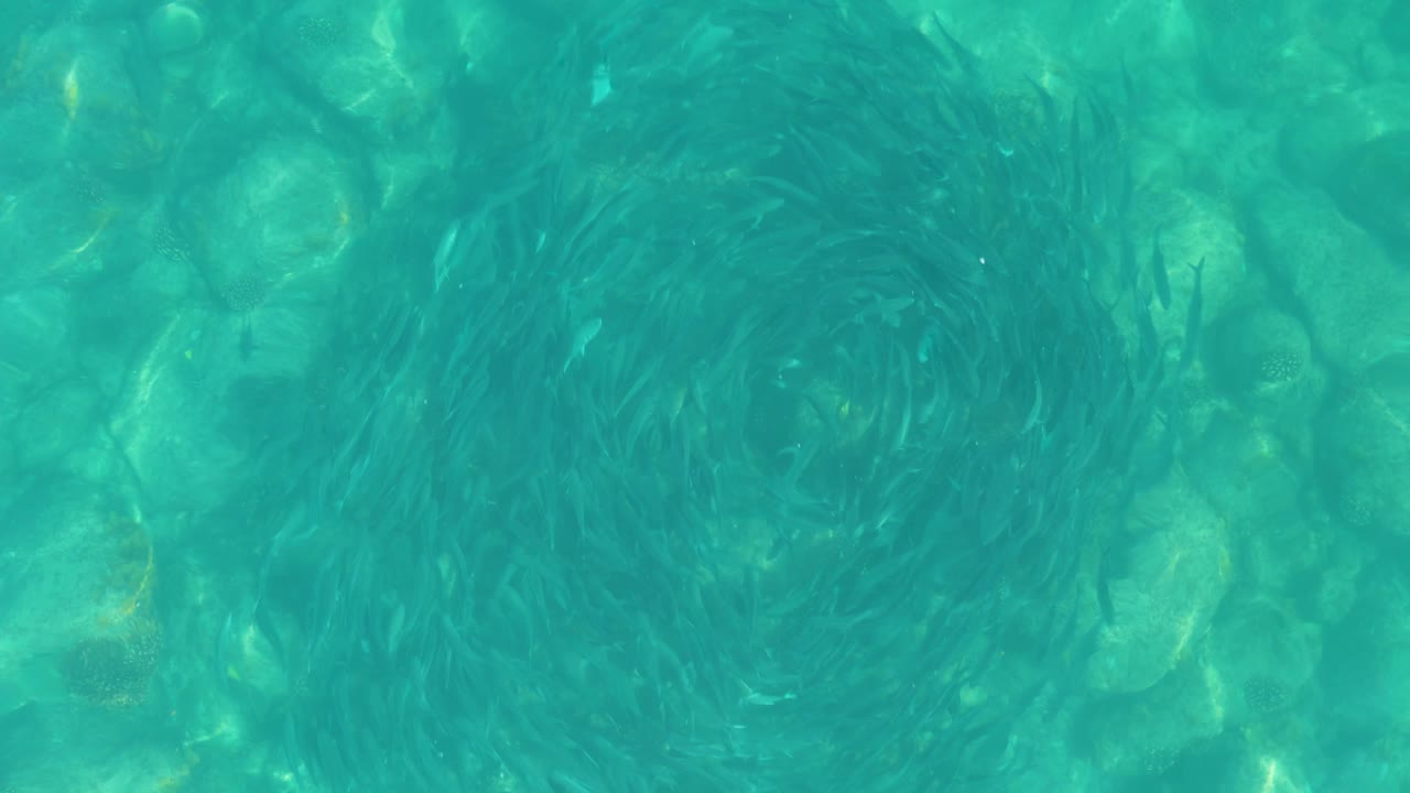 A darker cluster of small fish curls near the upper part of the frame in Los Frailes water, with rounded rocks beneath the turquoise surface and no visible people.
