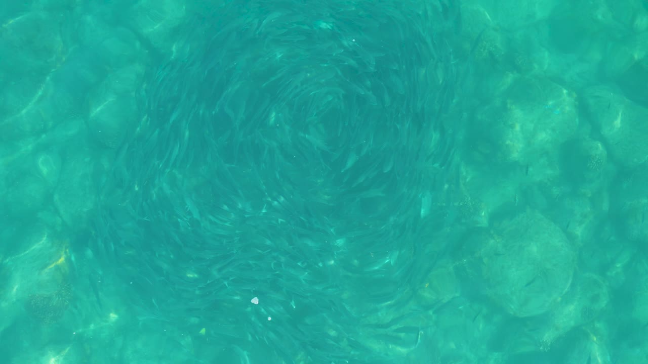 Small fish swirling over rocks in turquoise water.